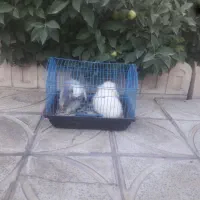 خرگوش مینی لوپ