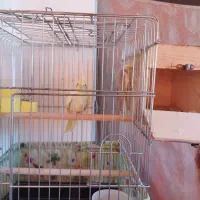 جفت عروس هلندی با تخم نطفه دار|پرنده|نورآباد ممسنی, |دیوار