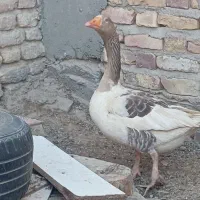 غاز|حیوانات مزرعه|زابل, |دیوار