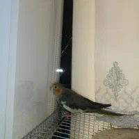 عروس هلندی ماده تخم گذار