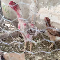 خروس لاری یک عدد دوتاهم مرغ لاری