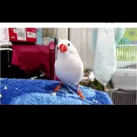 یک عدد فنج و قفس