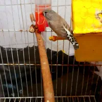 فنچ نرو ماده دو بار جوجه داده .معاوضه با کفتر|پرنده|قرچک, میرزائی شمالی|دیوار