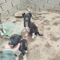 واگذاری سگ نگهبان