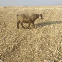 فروش یه راس میس
