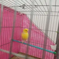 قناری ماده طلایی