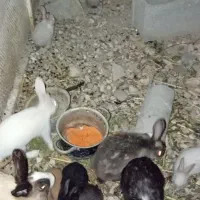 خرگوش کوچیک و متوسط