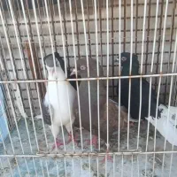 با سلام 8عدد کبوتر3تا دم سفید