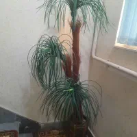 درختچه مصنوعی