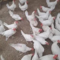 مرغ تخمگذار جوان