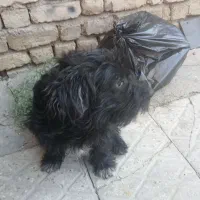 سگ پاپی|سگ|مبارکه, |دیوار