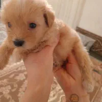 سگ نر پودل کراس|سگ|مشهد, نظام دوست|دیوار