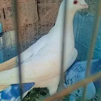 کفتر پشت گراف و دمبی|پرنده|تربت جام, جامرود|دیوار