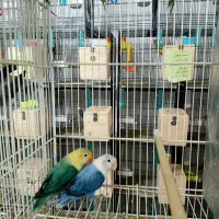 لاوبرد قناری برزیلی قفس ملنگو طوطی|پرنده|مشهد, فاطمیه|دیوار