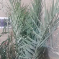 درخت نخل خرما|گل و گیاه طبیعی|تهران, آزادشهر|دیوار