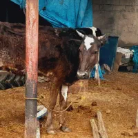 گاو.  وگوساله ماده|حیوانات مزرعه|حمیدیه, |دیوار