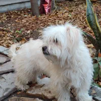 سگ پاکوتاه شیدزو نر