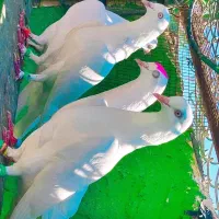 پاکستانی کبوتر دو رقمی هوش قوی با گارانتی