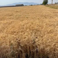 گندم رقم حیدری درجه یک