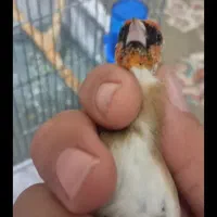 جوجه سره امسال|پرنده|قرچک, داوود آباد|دیوار