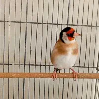 شاه جوجه سهره های زیر دهن