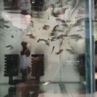 نژاد های مختلف ماهی گوپی|ماهی|دزفول, |دیوار