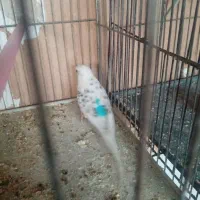 مرغ عشق مولد|پرنده|شهرکرد, |دیوار