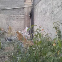 فروش زمین|فروش زمین و ملک کلنگی|محمدشهر, عباس آباد|دیوار