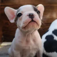 سگ فرنچ بولداگ|سگ|مشهد, آزادشهر|دیوار