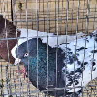 کبوتر سینه‌ای نرو ماده|پرنده|بومهن, |دیوار