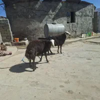 بره|حیوانات مزرعه|خرم‌آباد, |دیوار