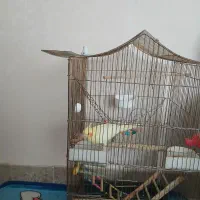 پرنده|پرنده|ملایر, |دیوار