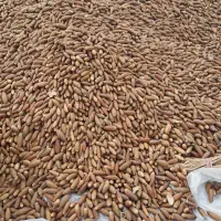 بلوط خشک بدون رطوبت اماده بار.