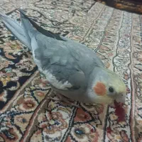 عروس هلندی خاکستری گم شده