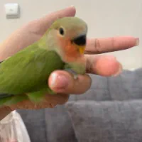 برزیلی نرمخور