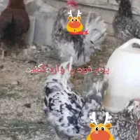 تخم مرغ گلین ریشو چهل تاج