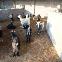 بز جوان شکم اول آبستن سر زا|حیوانات مزرعه|مرودشت, علیآباد|دیوار