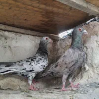 کفتر سرور نوک گنده