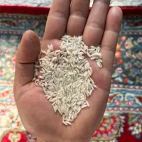 برنج صدری هاشمی و هم قیمت هاشمی بخر