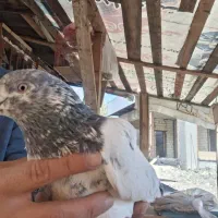 کبوتر پروازی