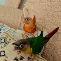 طوطی گرینجیک نرو ماده فول دستی