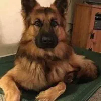 ژرمن شپهرد (شیانلو آلمانی ) family dog|سگ|تهران, دانشگاه شریف|دیوار