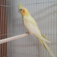 عروس هلندی مولد بندرلنگه