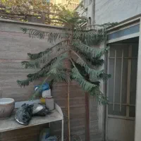 گل کاج مطبق