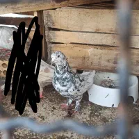 کبوتر سرور شرط بازی