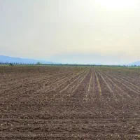 زمین کشاورزی، دیم، یک هکتار و نیم