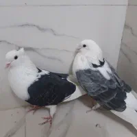 کبوتر پرشی|پرنده|قرچک, شهرک طلائیه|دیوار