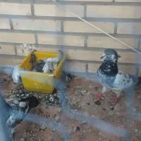 جفت کبوتر با سه عدد جوجه