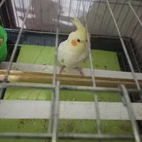 معاوضه  لوتینو با گل باقلی ۲ ماه نر