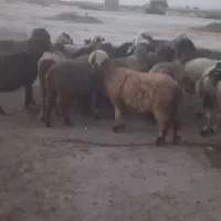 14راس میش داشتی